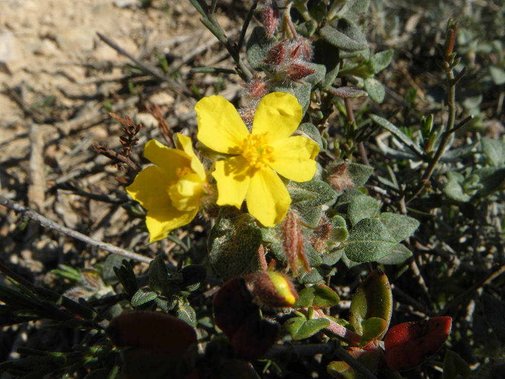 Helianthemum marifolium(cistus amarilla,Setge)
